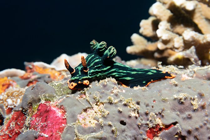 Scuba Diving Padangbai Shark Point 2 dives for certified divers - Lunch, showers, towels, and the value of a prepared day