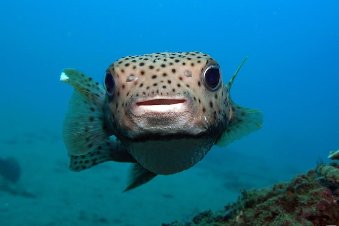 Scuba Diving Padangbai Shark Point 2 dives for certified divers - The traditional jukung ride to the sites