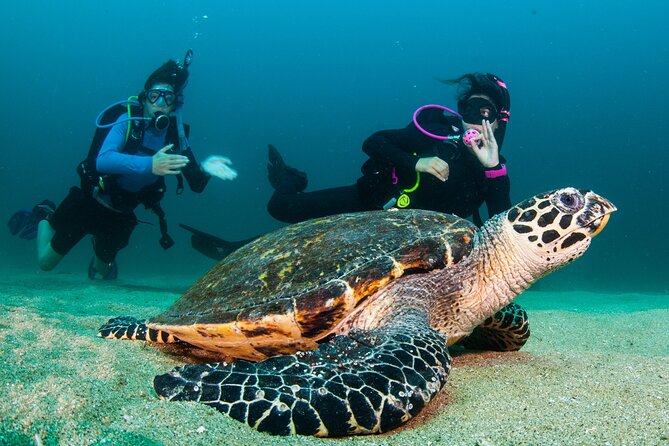 Scuba Diving Puerto Vallarta Undersea Arcos or Marietas - Wildlife can make the boat ride as memorable as the reef