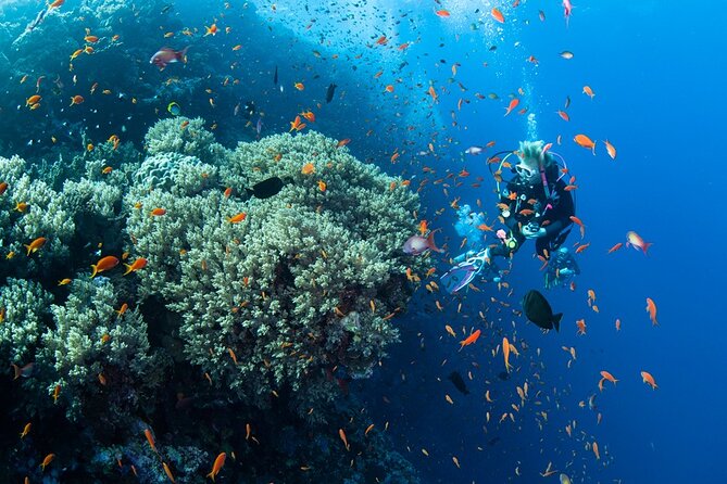 Scuba Diving Sea Trip with Lunch and Transfer from Hurghada - What the Reviews Help You Expect