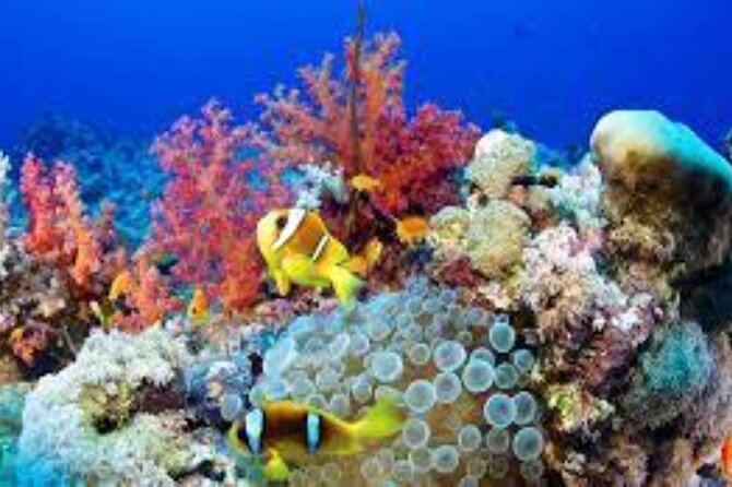 Scuba Diving Sea Trip with Lunch and Transfer from Hurghada - Who Should Book This Hurghada Outing?