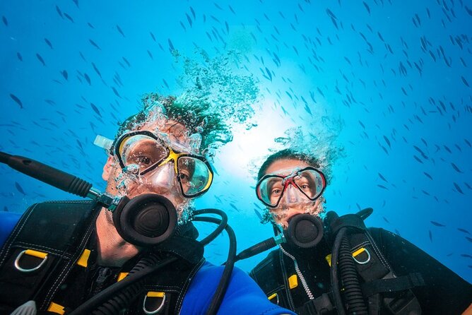 Scuba Diving to Dimaniyat Islands Muscat Oman - Who should book this Muscat excursion?