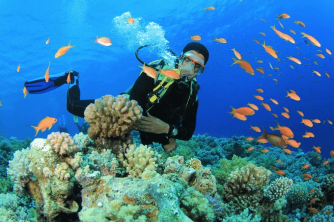 Scuba Diving Tour - Key points at a glance