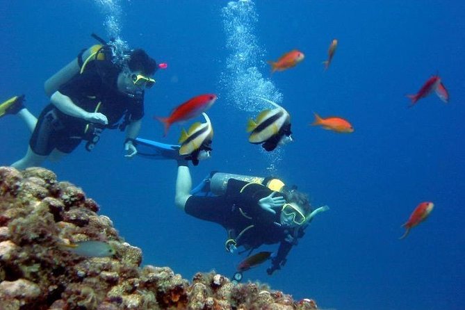 Scuba Diving Tour From Kusadasi / Selcuk - What the strongest feedback tells you