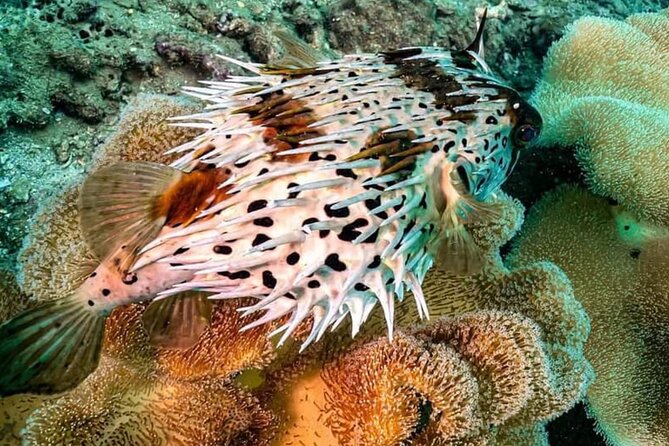 Scuba Diving Tour in Cham Island for certified divers or Beginners - Coral, marine life, and snorkeling time