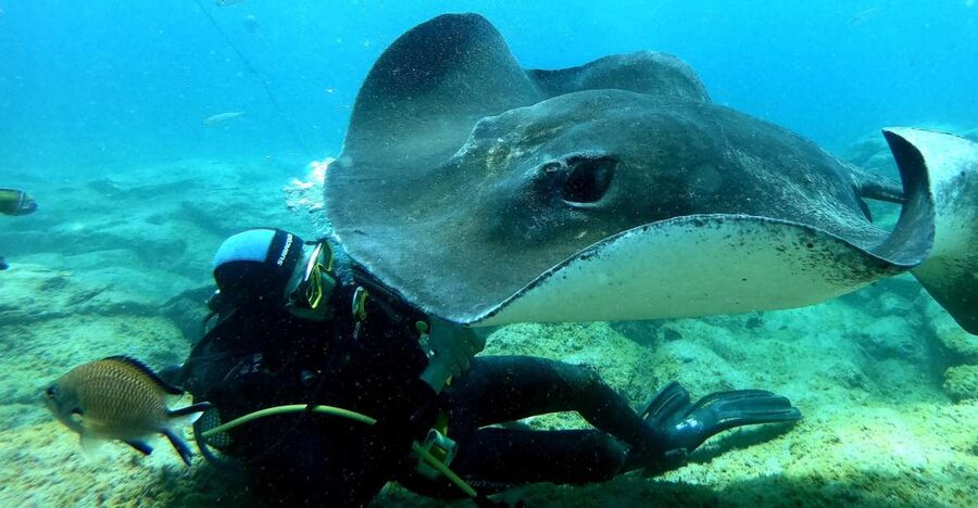 Scuba Diving trips for Certified Divers in Tenerife - Why Tenerife’s south coast works so well underwater