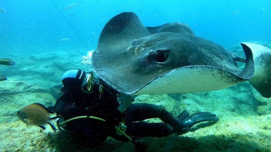 Scuba Diving trips for Certified Divers in Tenerife - Practical booking advice before you go
