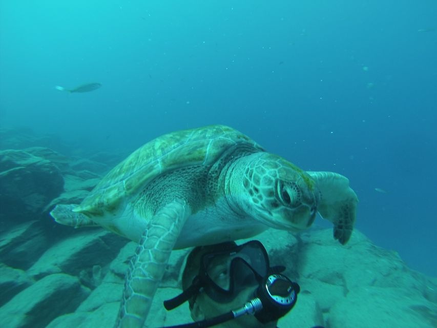 Scuba Diving trips for Certified Divers in Tenerife - Forty-five minutes among volcanic rock and Atlantic life