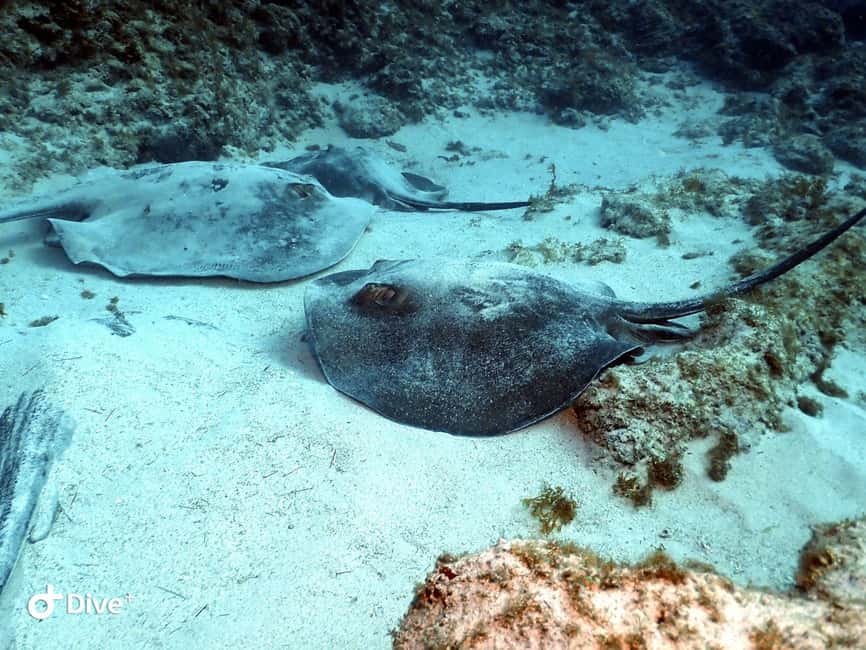 Scuba Diving trips for Certified Divers in Tenerife - The 15-minute speedboat ride