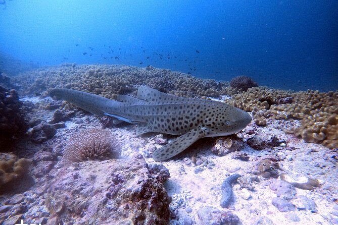 Scuba Diving Trips to Dimaniyat Islands - Reaching the Daymaniyat Islands