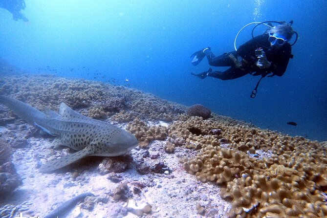Scuba Diving Trips to Dimaniyat Islands - Food, drinks, and the practical comfort of the boat