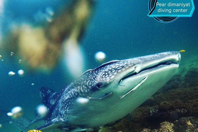 Scuba Diving Trips to Dimaniyat Islands - Who will enjoy this trip most