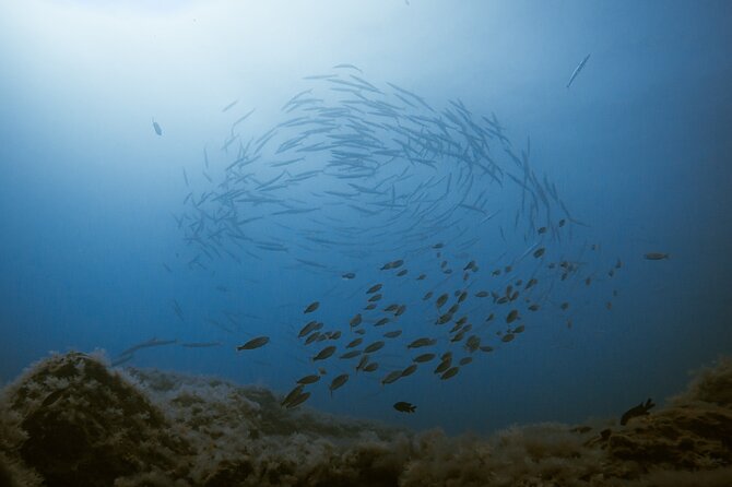 Scuba Diving try dive in Fuerteventura - Lava formations and Atlantic wildlife