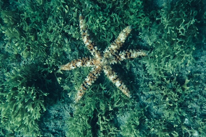 Scuba Diving try dive in Fuerteventura - A guide beside you throughout the session