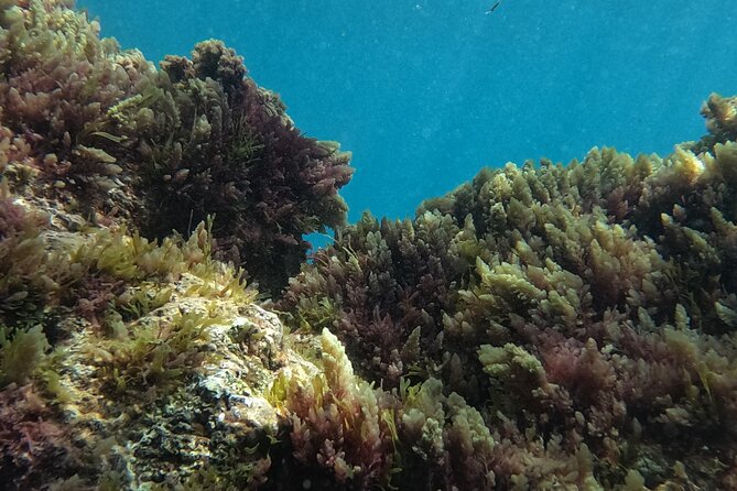 Scuba Diving try dive in Fuerteventura - Who will enjoy this most