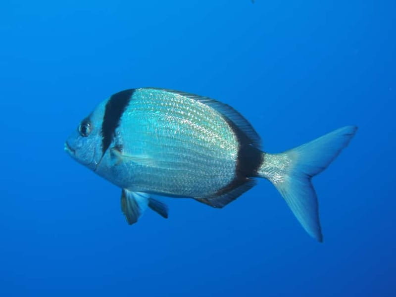 Scuba Diving - Tunnels & Caves - Cape Greco - private guided - Should you book the Cape Greco scuba session?