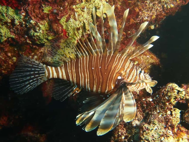 Scuba Diving - Tunnels & Caves - Cape Greco - private guided - The cave sections and how they feel