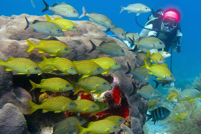 Scuba Diving Under Water Museum and Reef for beginners - Manchones Reef and the open-water transition