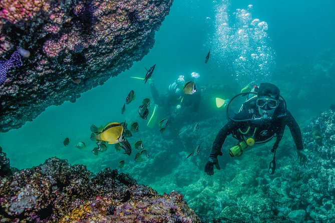 Scuba Diving with a 5-Star PADI Center in Puerto Vallarta - Who should book this Puerto Vallarta activity