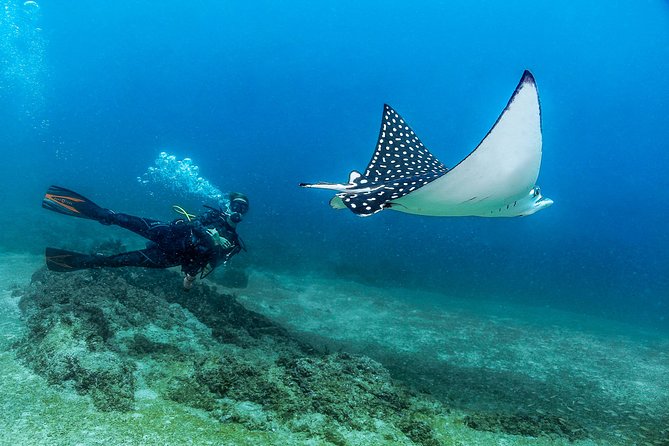 Scuba Diving with a 5-Star PADI Center in Puerto Vallarta - Las Caletas: coves, fish, and an easygoing setting