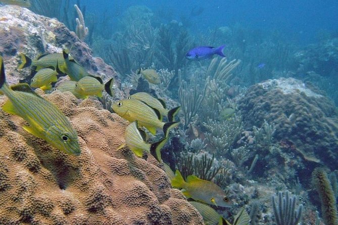 Scuba Doo Diving Experience in Punta Cana - The underwater scooter is the main attraction