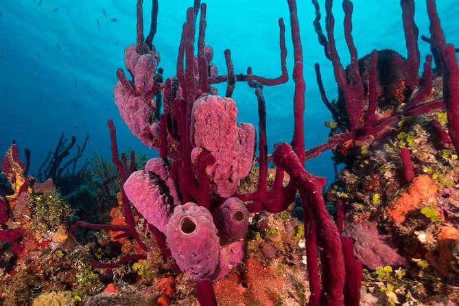 Scuba Doo Diving Experience in Punta Cana - Group size and waiting time affect the value