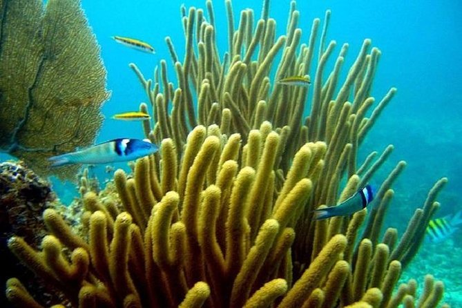 Scuba Doo Underwater Scooter in Punta Cana (Half Day) - Guides, safety, and the human side of the outing
