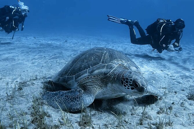 Scuba Experience in Tenerife with Guide - What the $90.11 price really includes