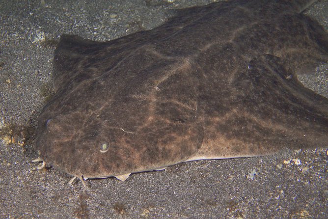 Scuba Night Dive on Tenerife - Seeing Radazul Bay after dark