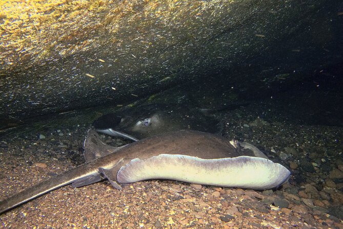 Scuba Night Dive on Tenerife - Why the eight-person limit matters