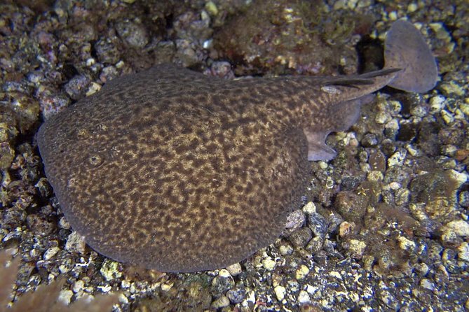 Scuba Night Dive on Tenerife - The underwater experience is built around contrast