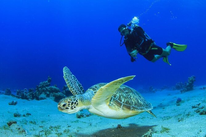 Scuba Referral Dives & Beach Club with Transportation In Riviera Maya - Key points to know before booking