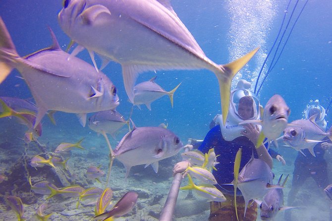 Sea Trek Helmet Dive at Coral World Ocean Park - Who Will Enjoy Sea Trek Most?