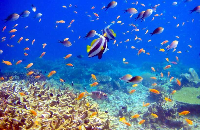 Semporna: Bohey 3 Islands Hike, Snorkel/Dive Tour with Lunch - Practical preparation for the day