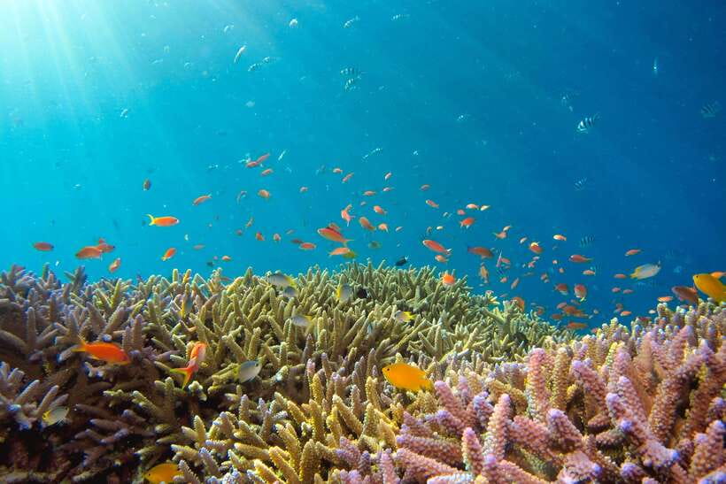 Semporna: Explore 3 Islands Tour Snorkel or Dive & Lunch - Pulau Pandanan: the final swim before the long ride home