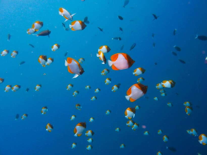 Semporna: Mabul and Kapalai Trip in Snorkel or Dive & Lunch - Lunch on the island