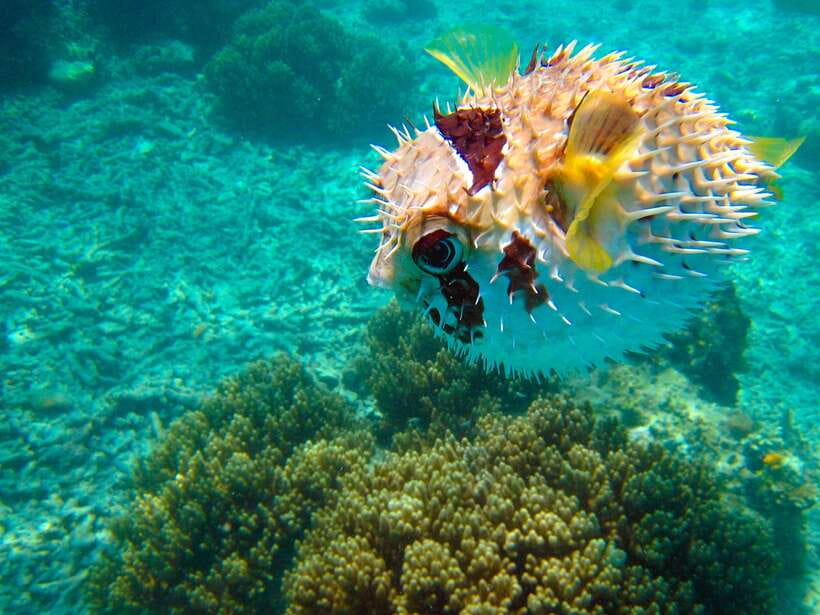 Semporna: Mabul and Kapalai Trip in Snorkel or Dive & Lunch - What the price includes, and where it falls short