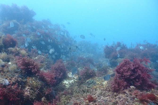 Sesimbra Dive Discovery - The briefing comes before the boat ride