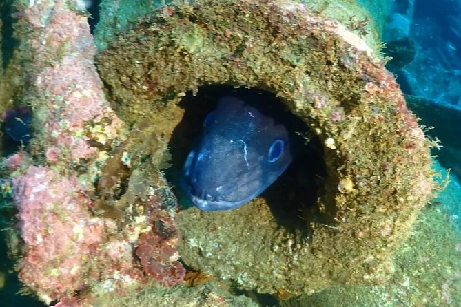 Sesimbra Dive Discovery - Underwater at 5 to 10 meters