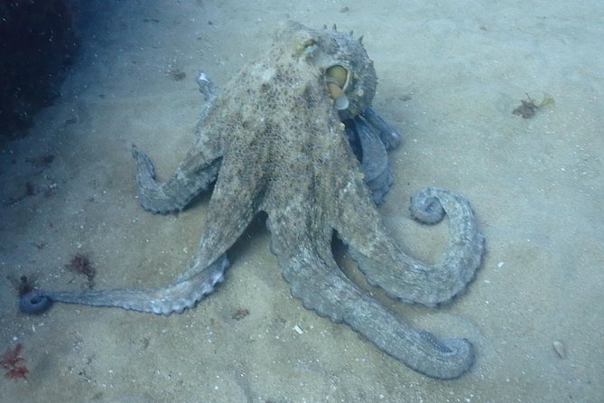 Sesimbra Dive Discovery - Who will enjoy this session most