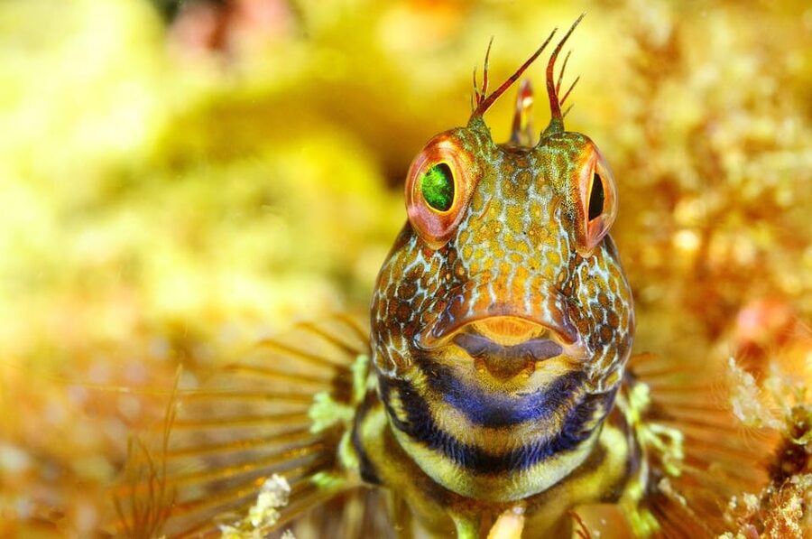 Sesimbra: Scuba Diving Experience for Beginners - Should you book it?