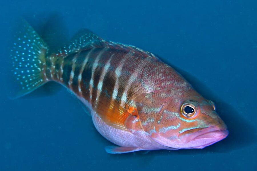 Sesimbra: Scuba Diving Experience for Beginners - Small groups and attentive instruction