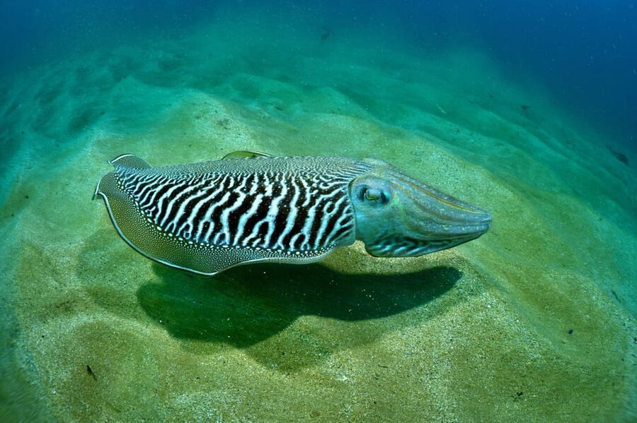 Sesimbra: Scuba Diving Experience for Beginners - Planning your day around the two-hour session