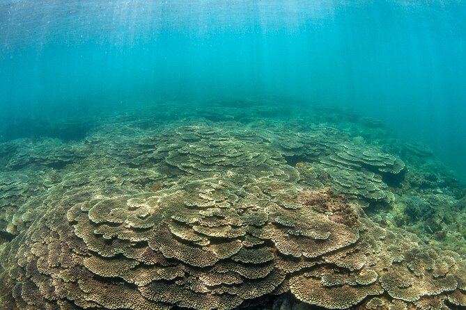 Shared Scuba Diving Trip in Kushimoto - Why Kushimoto is a special place for a first scuba outing
