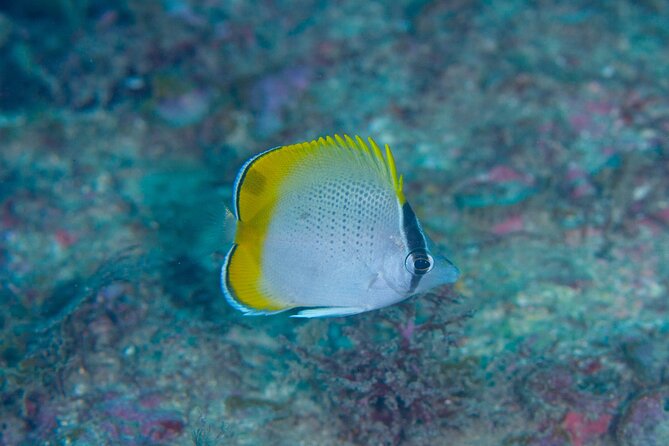Shared Scuba Diving Trip in Kushimoto - Heading toward Kushimoto’s coral gardens