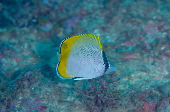 Shared Scuba Diving Trip in Kushimoto - What the small group changes