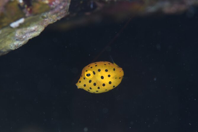 Shared Scuba Diving Trip in Kushimoto - The value of the $101.39 price