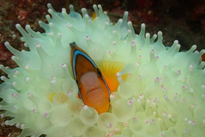 Shared Scuba Diving Trip in Kushimoto - Weather, medical requirements, and timing