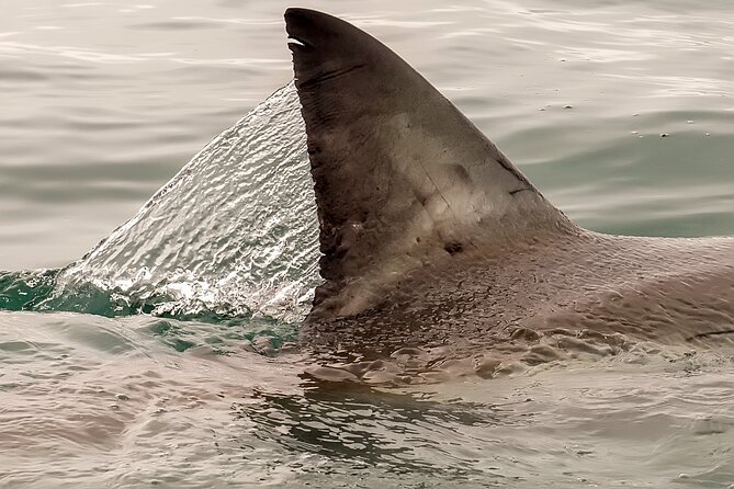Shark Cage dive in Gansbaai see Bronze & Other, sometimes Great Whites - The honest appeal of Gansbaai shark country