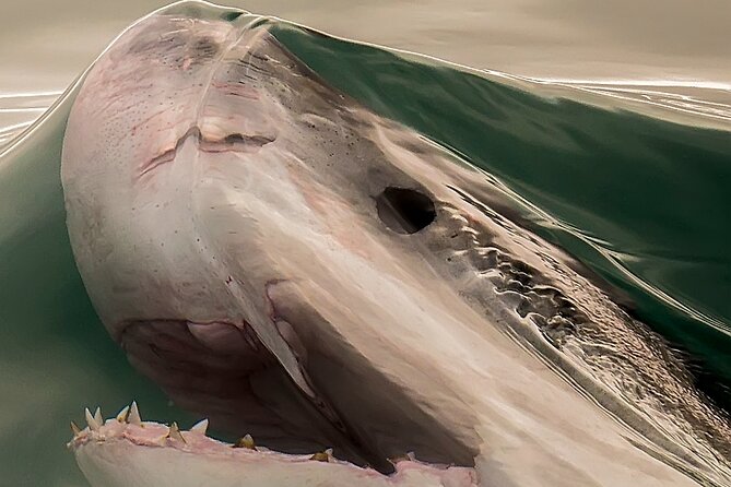 Shark Cage dive in Gansbaai see Bronze & Other, sometimes Great Whites - A pre-dawn start from Cape Town